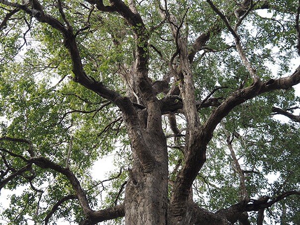 El palo de rosa de la India es un material esencial para las guitarras acústicas.